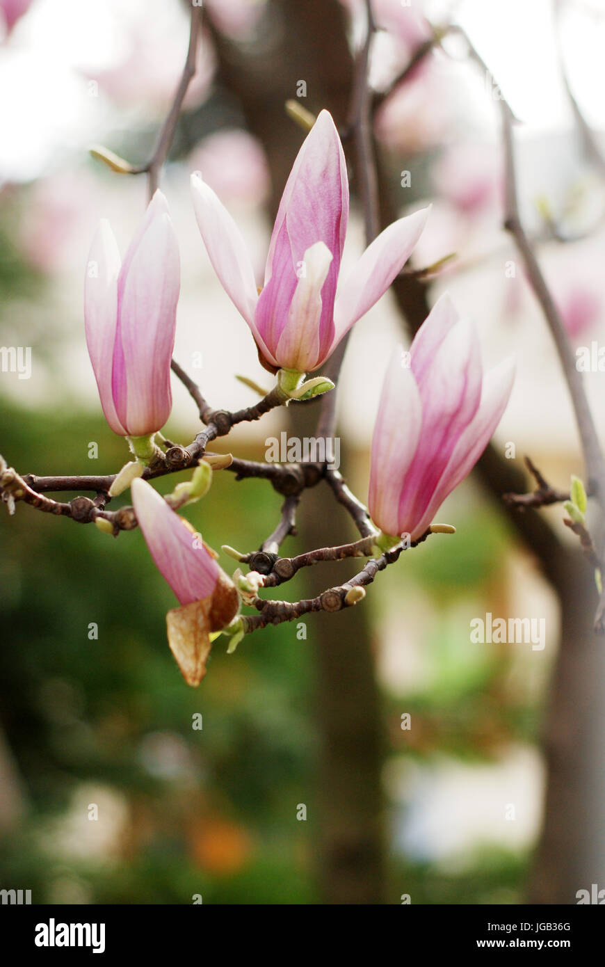 Blossom of magnolia tree hi-res stock photography and images - Alamy