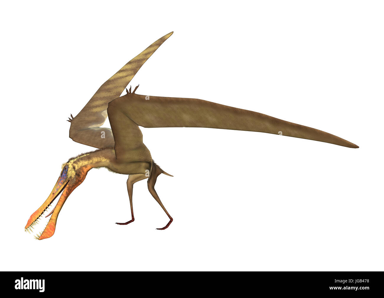 Pteranodon Pterodactyl Dinosaur on White Background Stock Photo - Image of  background, gigantic: 139129966