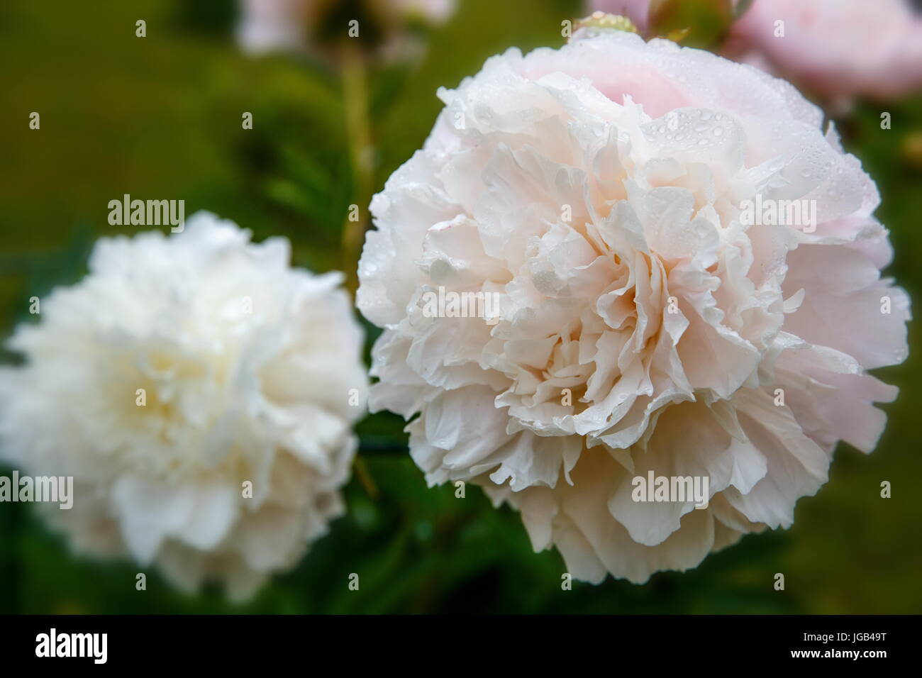 Beautiful pink peonies in the garden Stock Photo - Alamy