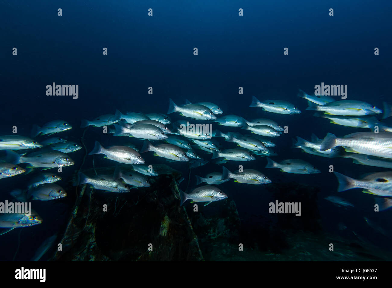School of Russell's snapper (Lutjanus russellii) fish in the blue sea Stock Photo