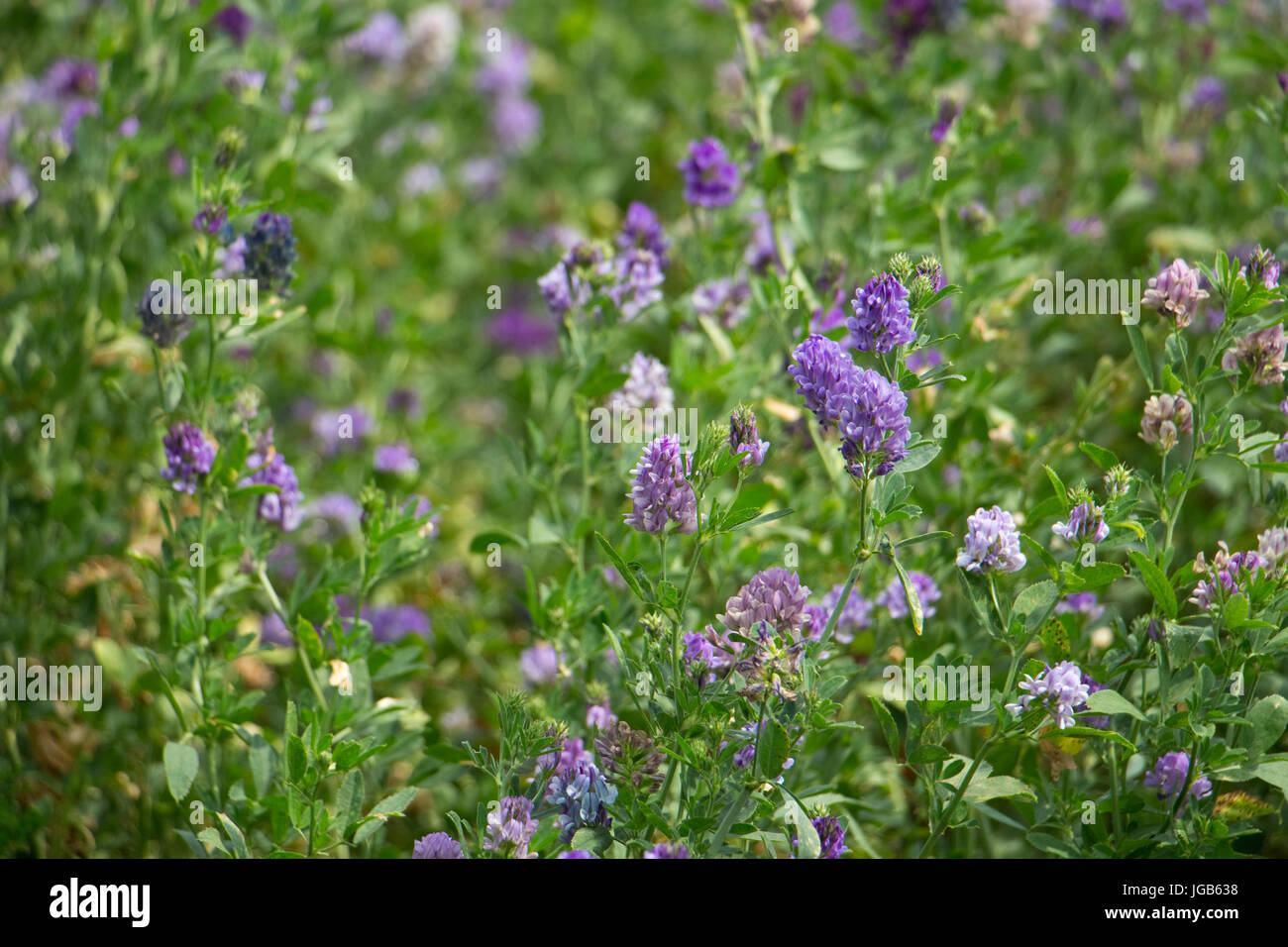Crop of Lucerne / Alfalfa (Medicago sativa) in flower. Lincolnshire, England, UK Stock Photo