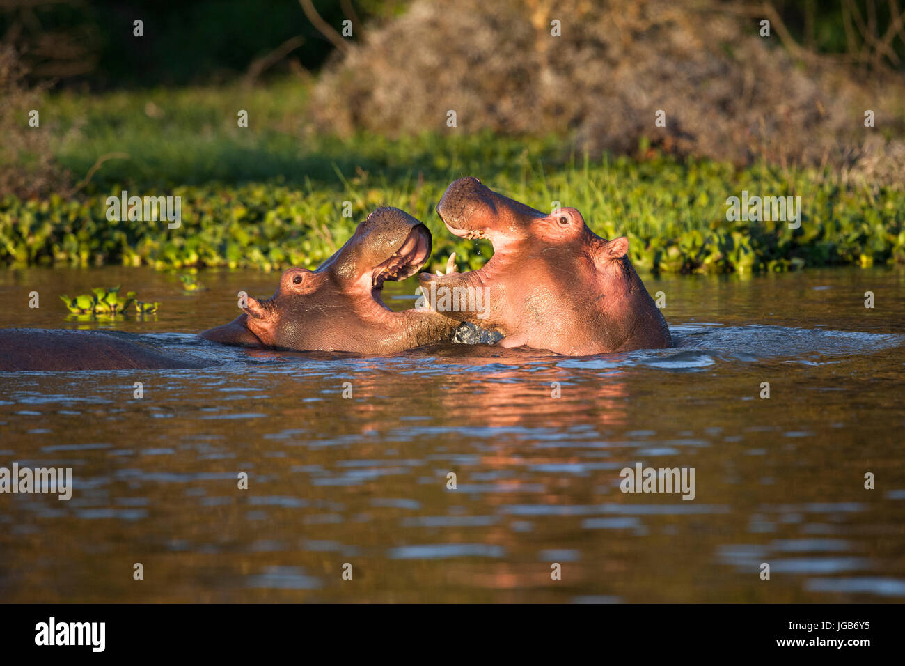 Two hippos playing, Naivasha lake, Kenya. Stock Photo