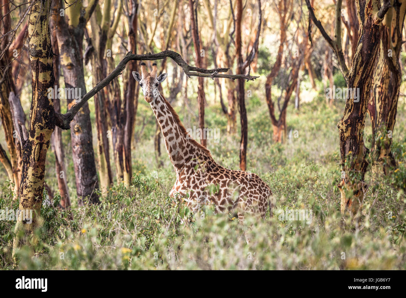 Giraffes, Masai Mara, Kenya. Stock Photo