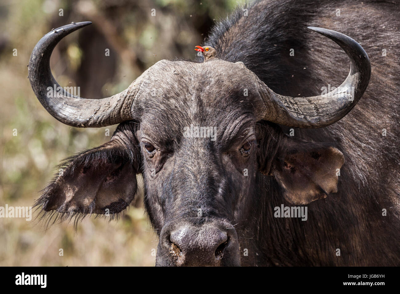 Wild buffalo, Nakuru, Kenya. Stock Photo