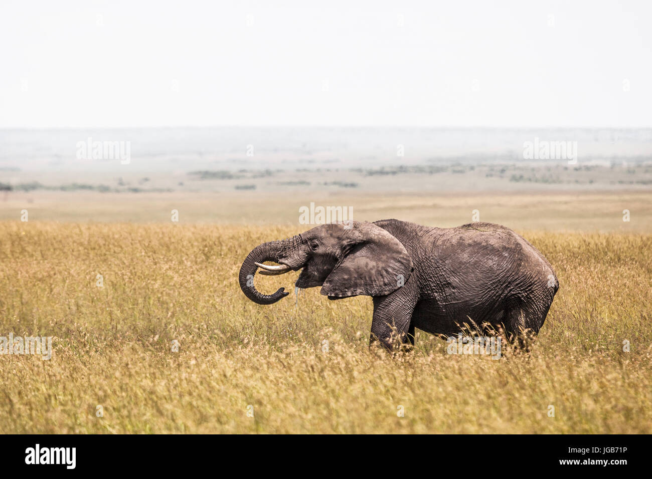 Elephant drinking water, Masai Mara, Kenya. Stock Photo