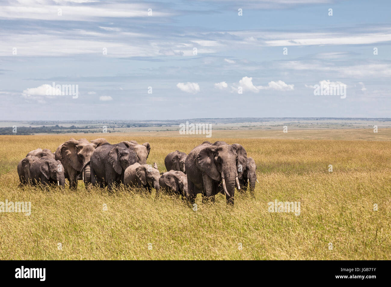 Group of elephants, Masai Mara, Kenya. Stock Photo