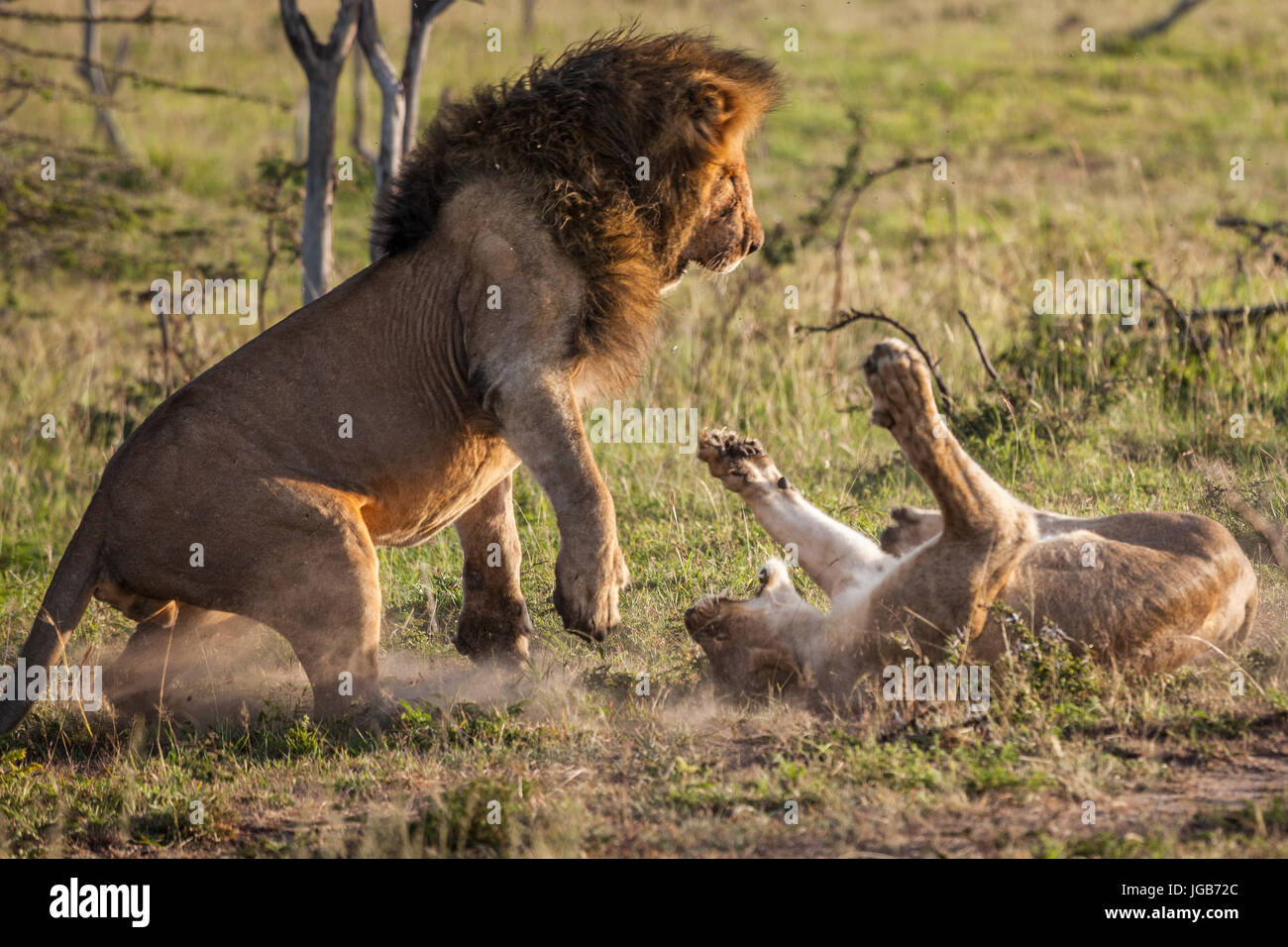 Lion and lioness fighting, Masai mara, Kenya. Stock Photo