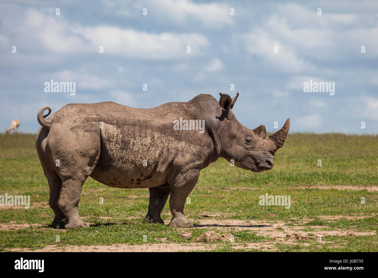 White rhino, Solio game ranch, Kenya. Stock Photo