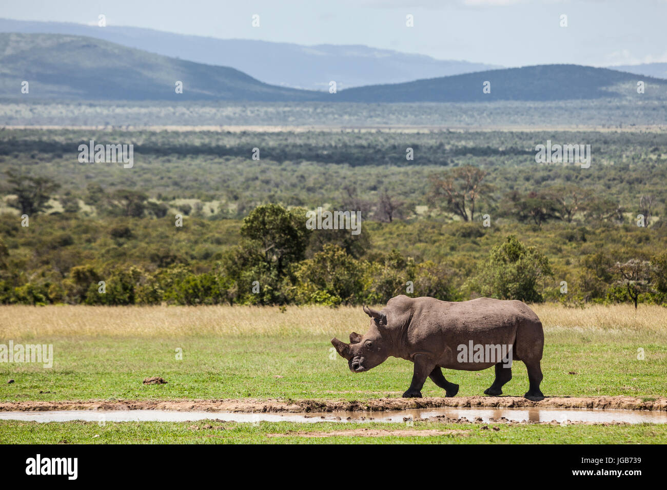 White rhino, Solio game ranch, Kenya. Stock Photo