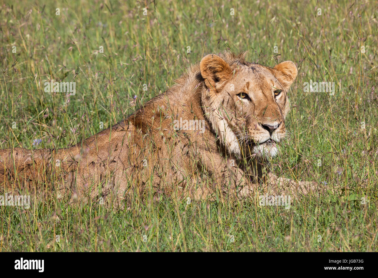 Young lion, Masai mara, Kenya. Stock Photo