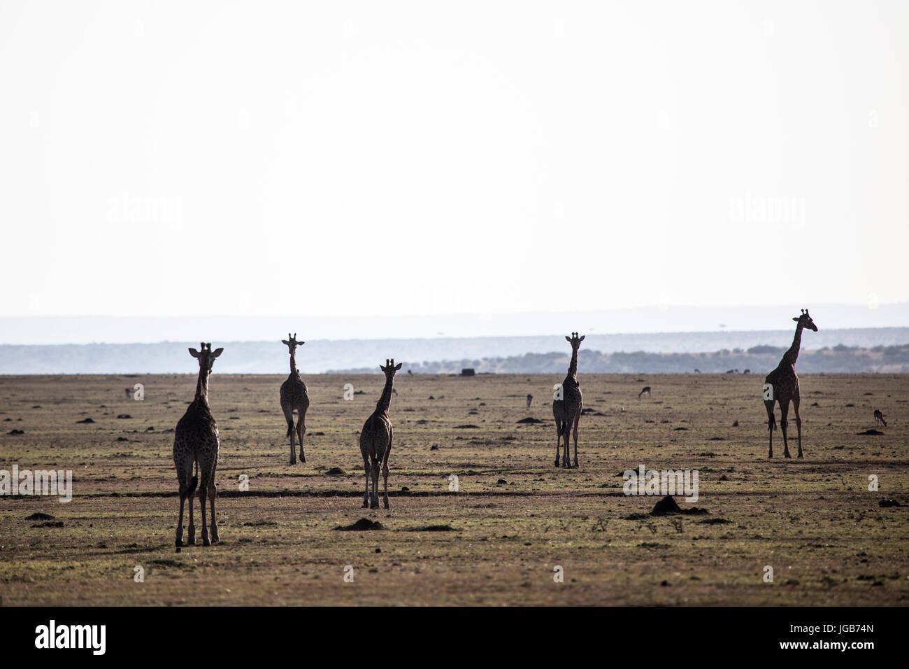 Giraffes, Masai Mara, Kenya. Stock Photo