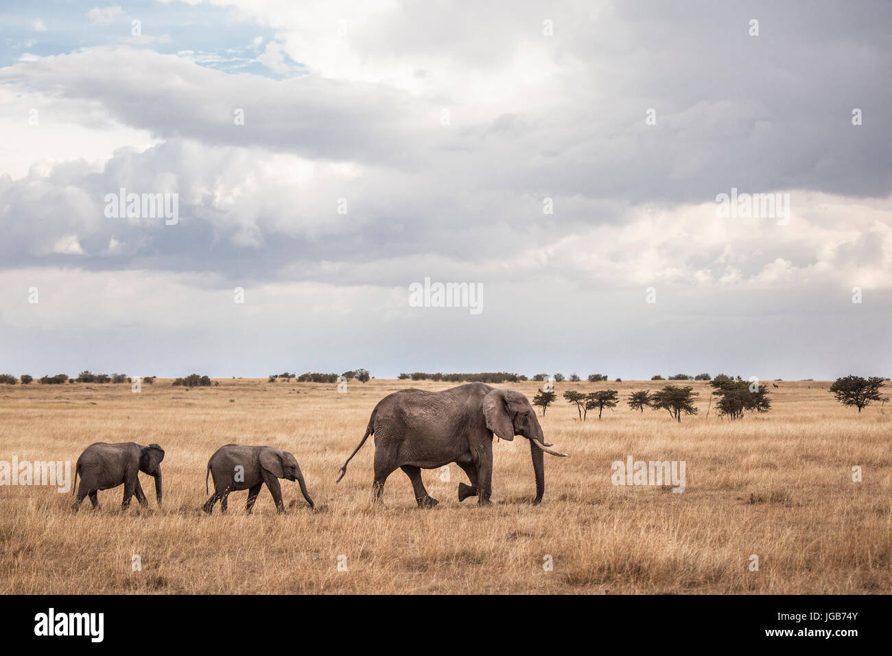 Group of elephants, Masai Mara, Kenya. Stock Photo