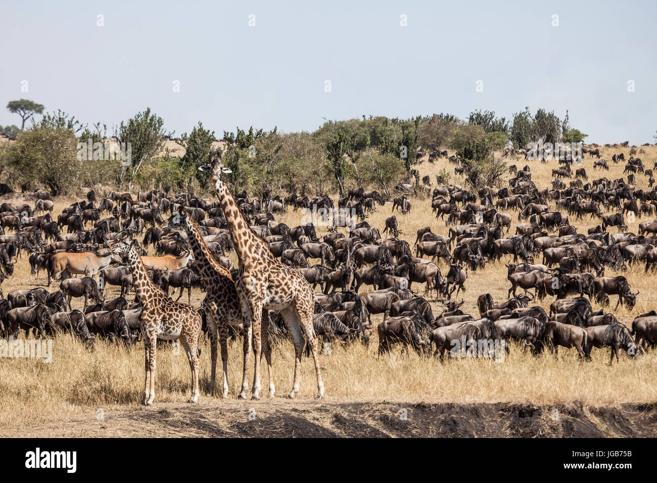 Gnu crossing during the big migration, Masai Mara, Kenya. Stock Photo