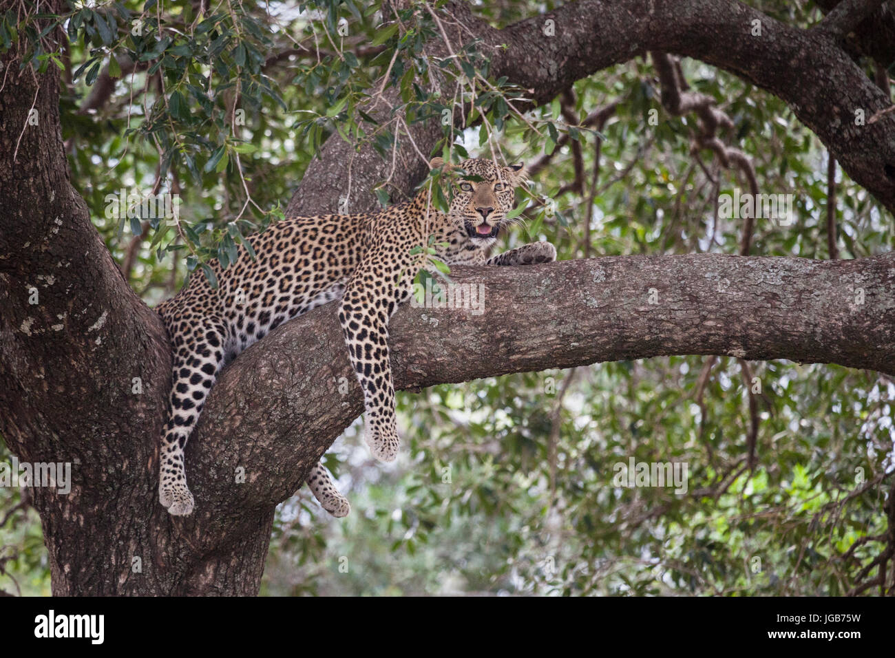 A leopard resting on a tree, Masai Mara, Kenya. Stock Photo