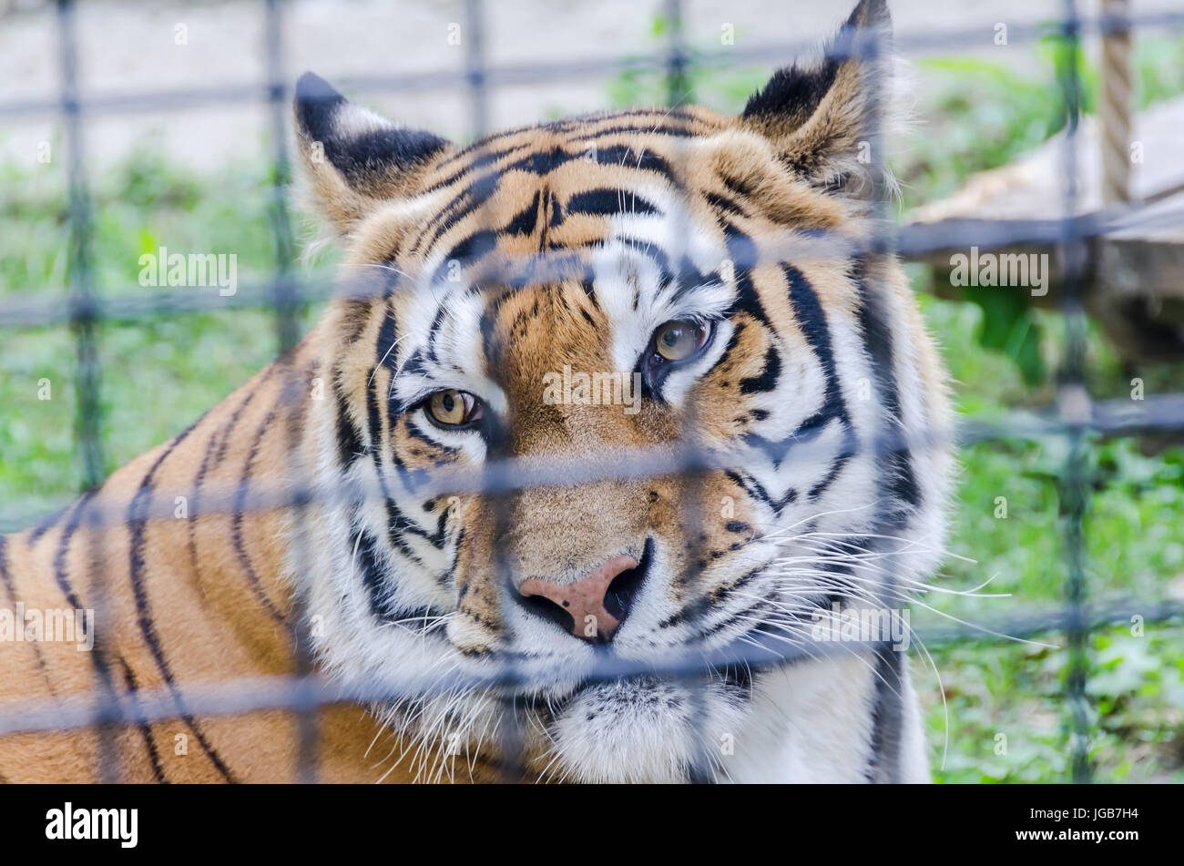 Brown tiger zoo garden hi-res stock photography and images - Alamy