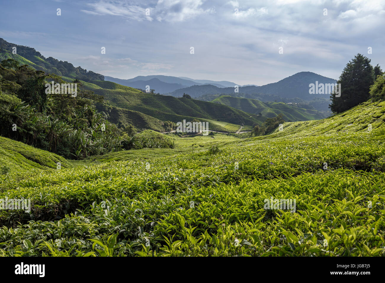 Tee plantation in the Cameron Highlands Stock Photo Alamy