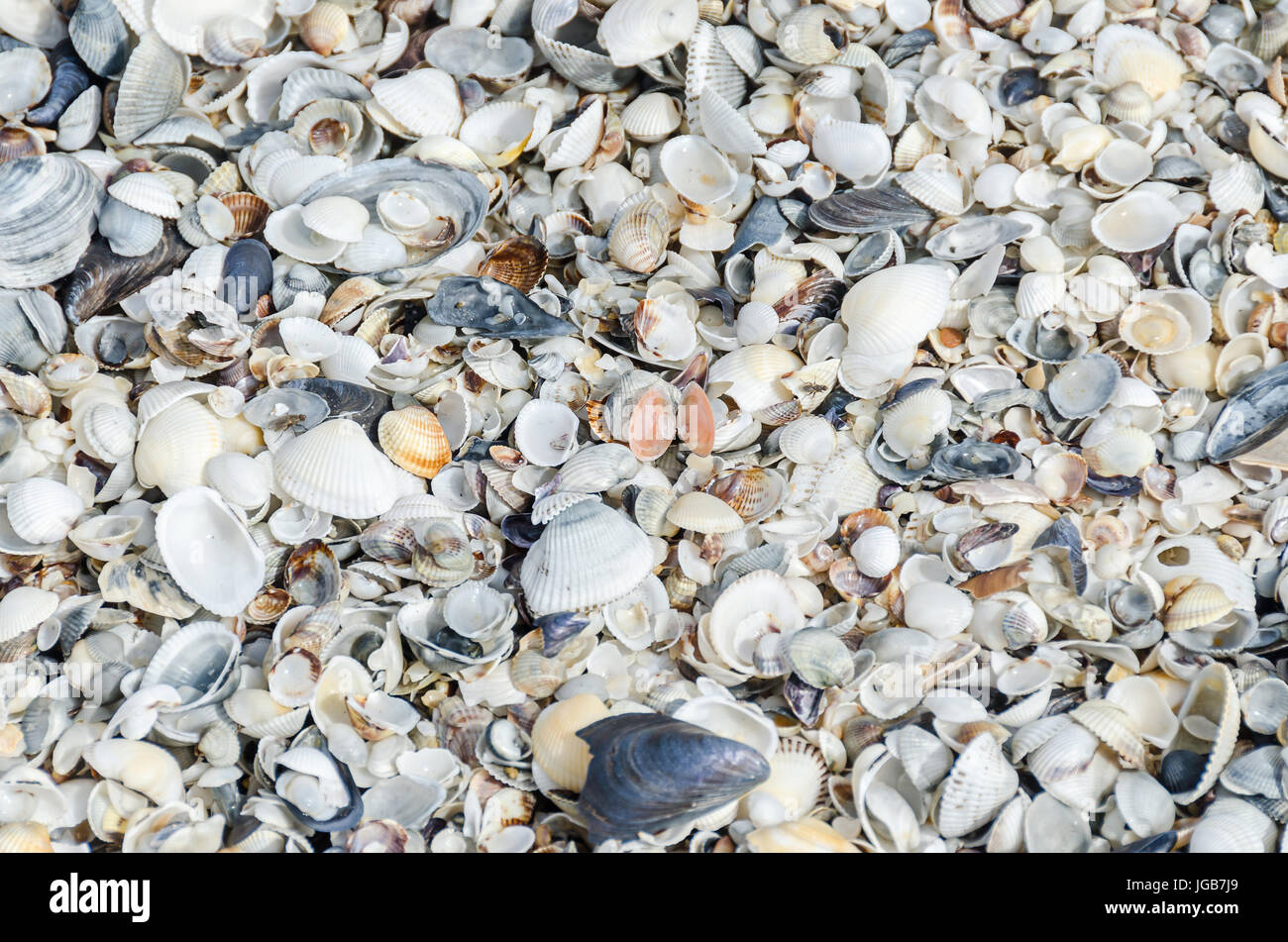Sea shells in the beach sand, near blue water, close up, bokeh ...