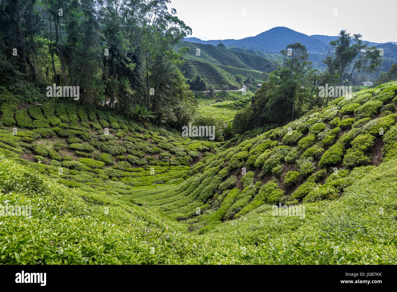 Tee plantation in the Cameron Highlands Stock Photo