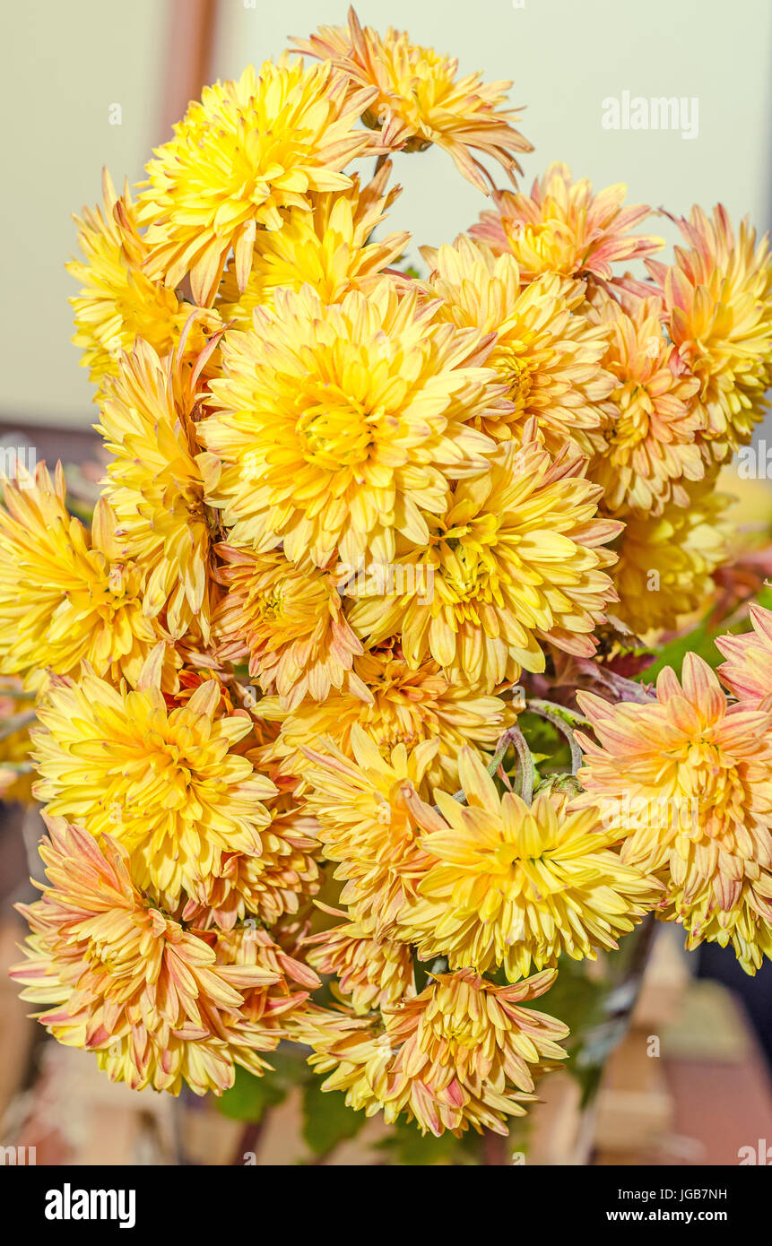 Yellow, orange Chrysanthemum flowers, mums or chrysanths, genus Chrysanthemum in the family Asteraceae, in romanian known as 'Dumitrite', close up. Stock Photo