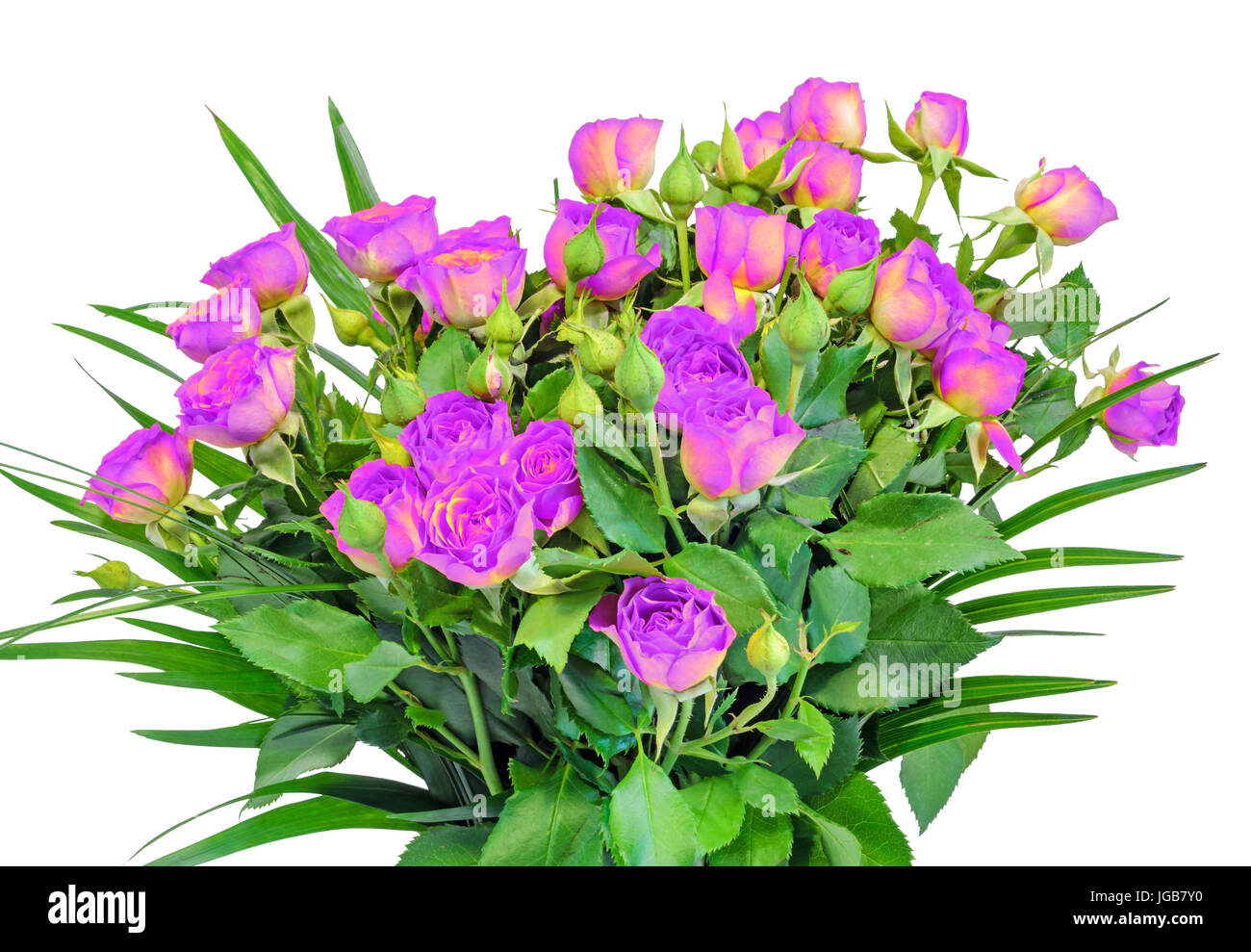 Mauve roses flowers, close up, bouquet, floral arrangement Stock Photo ...