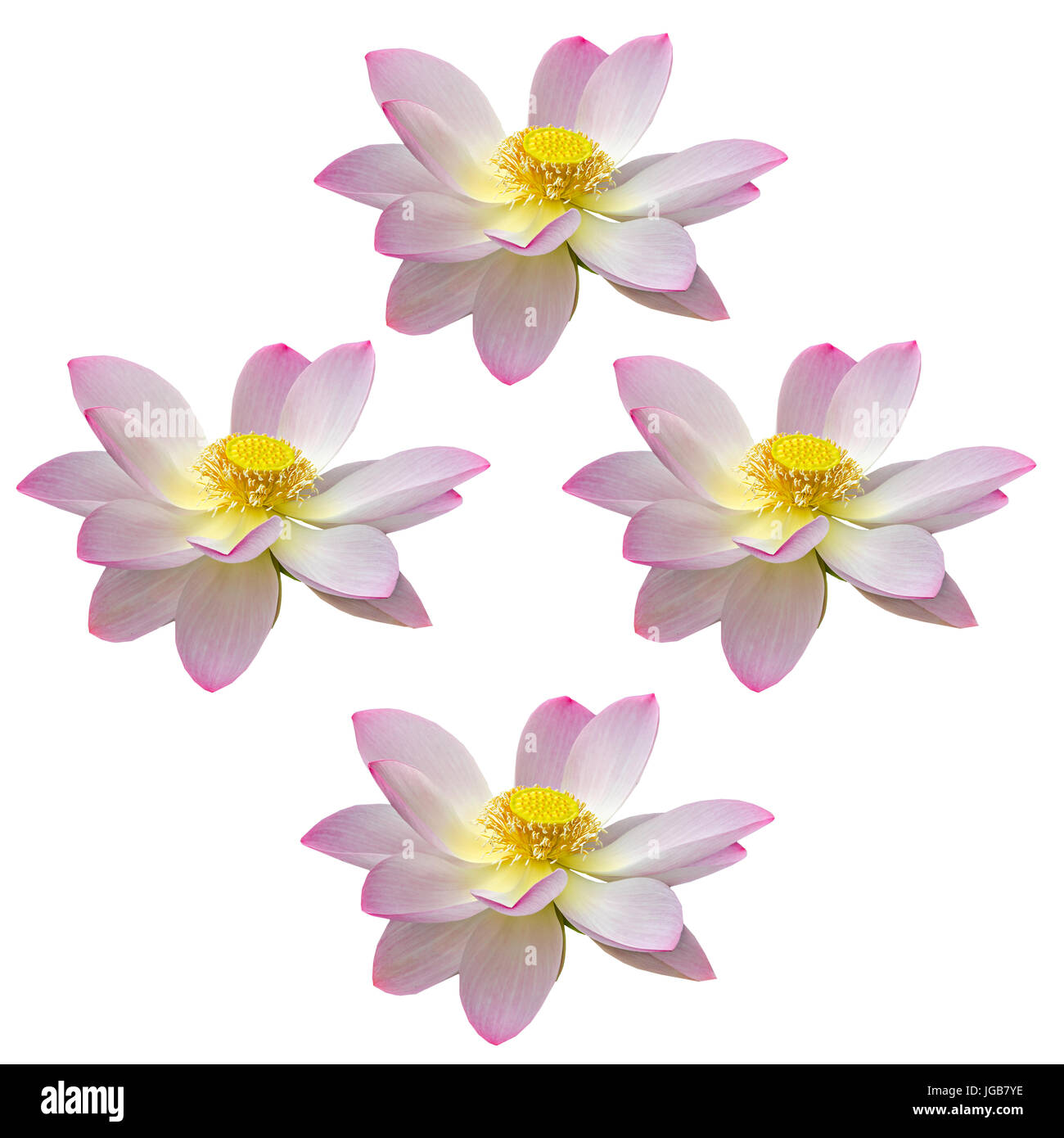 Pink nuphar flowers, water-lily, pond-lily, spatterdock, Nelumbo nucifera, also known as Indian lotus, sacred lotus, bean of India, lotus, gradient ba Stock Photo