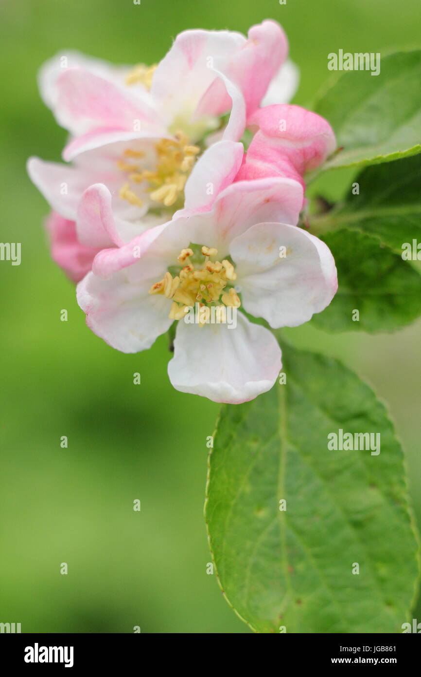 Malus domestica 'Sunset',(a dessert apple), apple blossom in full bloom in a traditional English orchard in early summer (May), UK Stock Photo