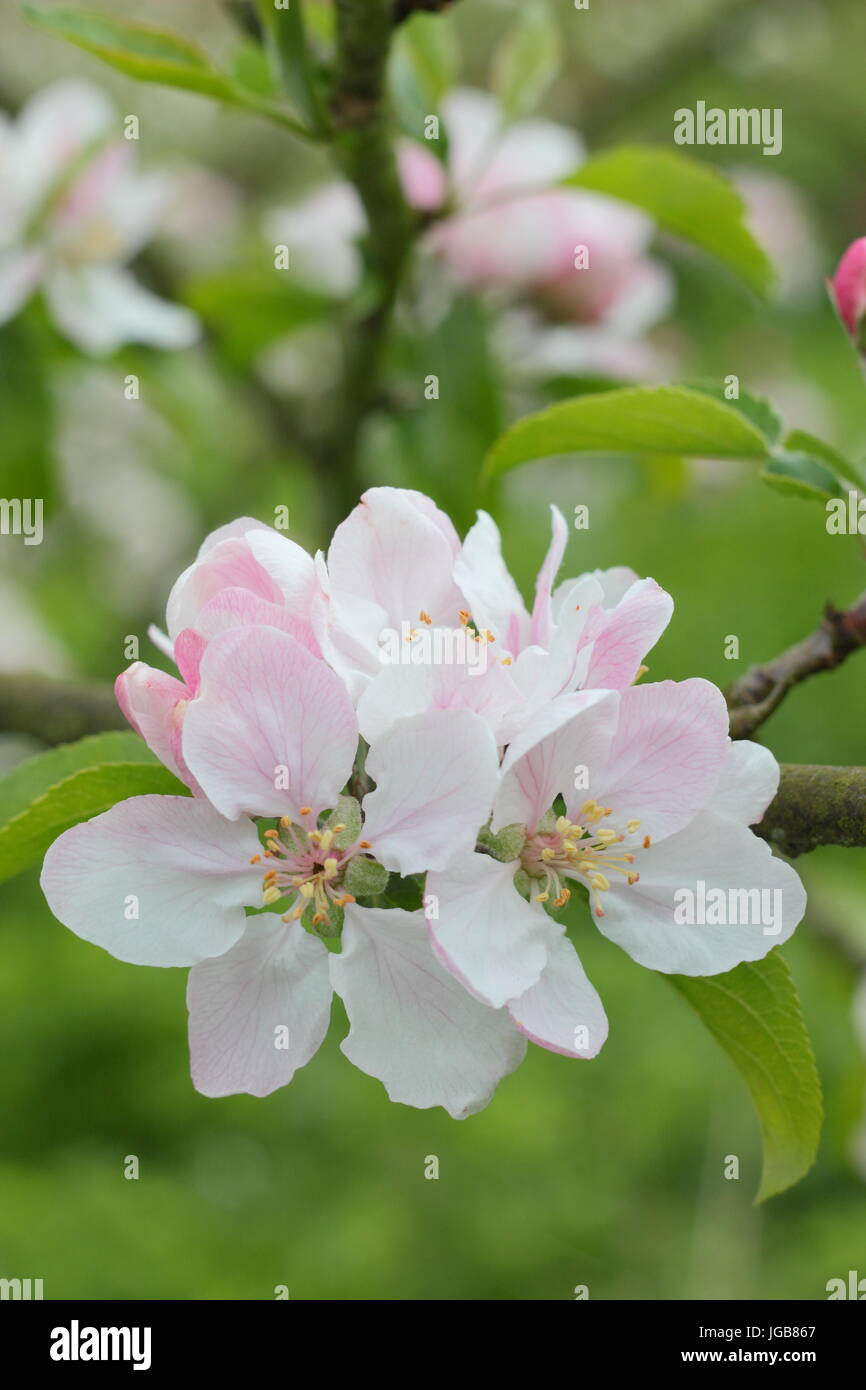 Malus 'Laxton's Fortune', apple blossom in full bloom in a traditional English orchard in early summer (May), UK Stock Photo