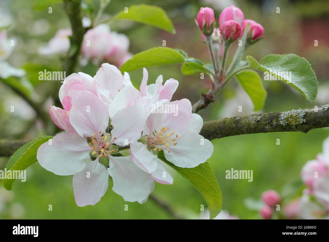 Malus 'Laxton's Fortune', apple blossom in full bloom in a traditional English orchard in early summer (May), UK Stock Photo