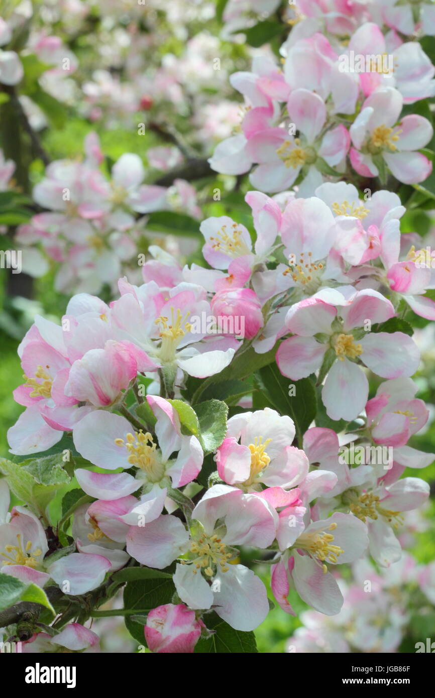 Malus 'Yorkshire Aromatic', apple blossom in full bloom in a traditional English orchard in early summer (May), UK Stock Photo