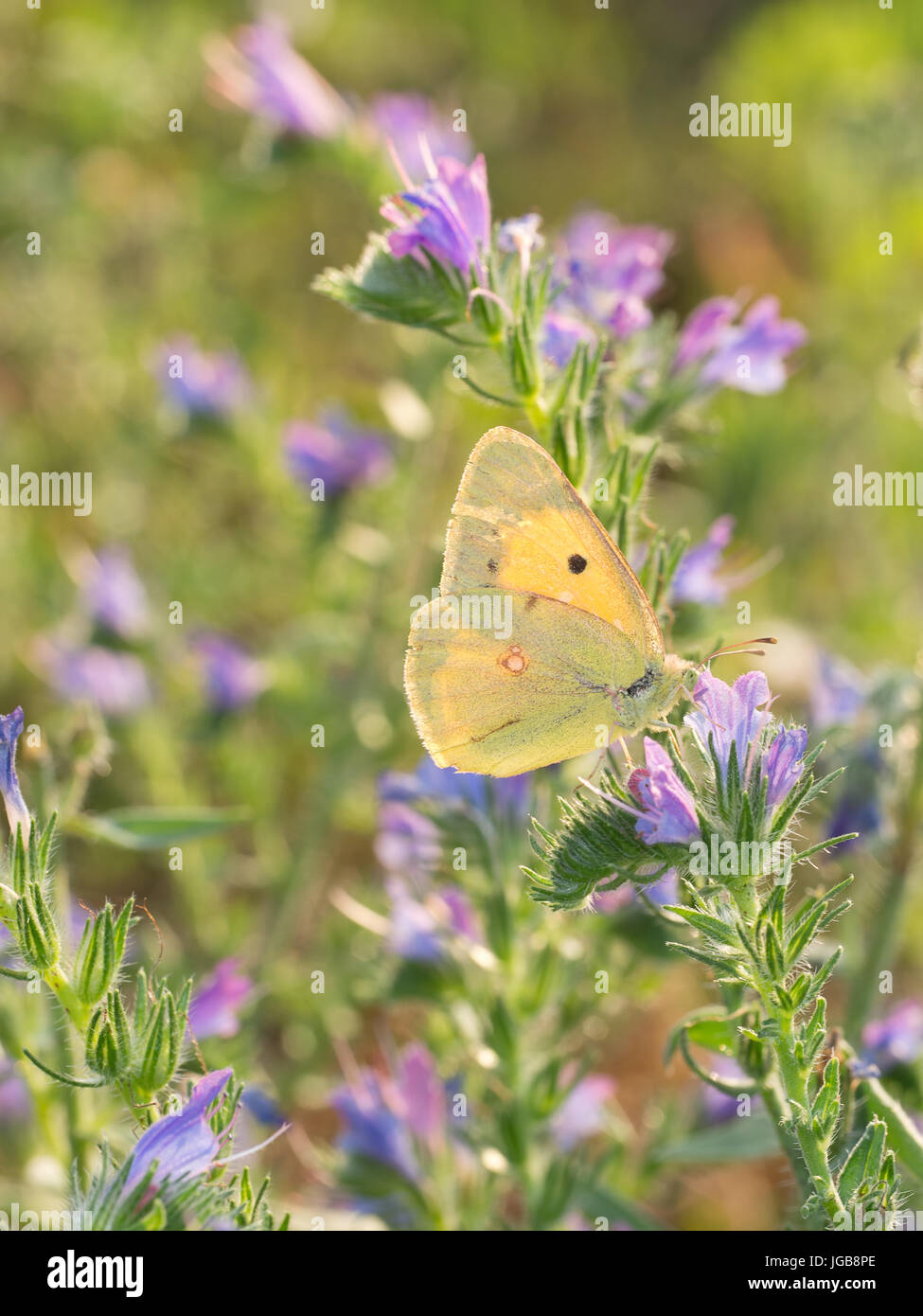 Clouded yellow butterfly on Echium vulgare - Viper's bugloss flower. Stock Photo