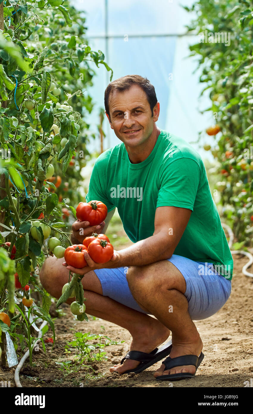 Caucasian farmer picking fresh tomatoes from his hothouse garden Stock ...