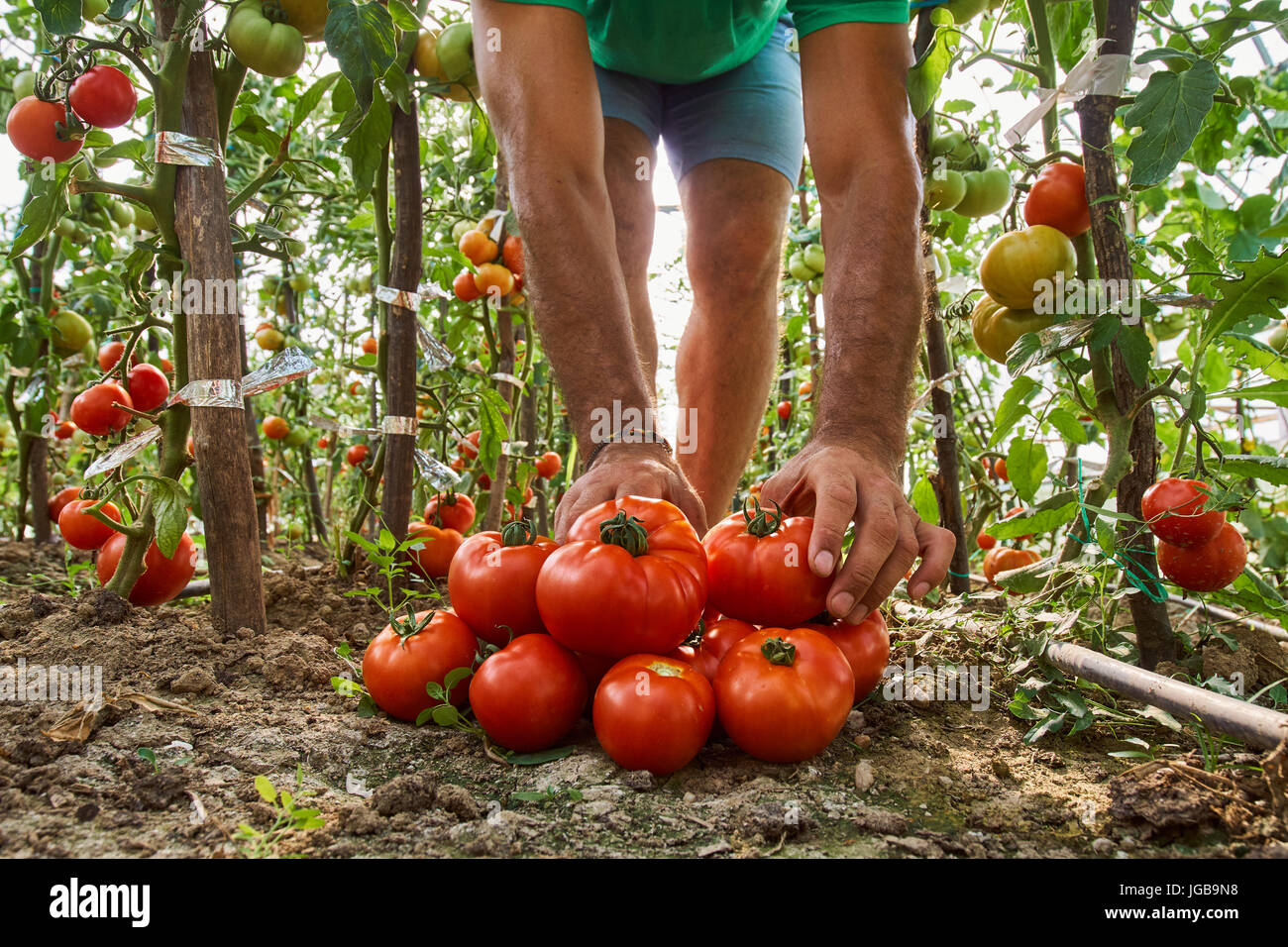 Caucasian farmer picking fresh tomatoes from his hothouse garden Stock ...