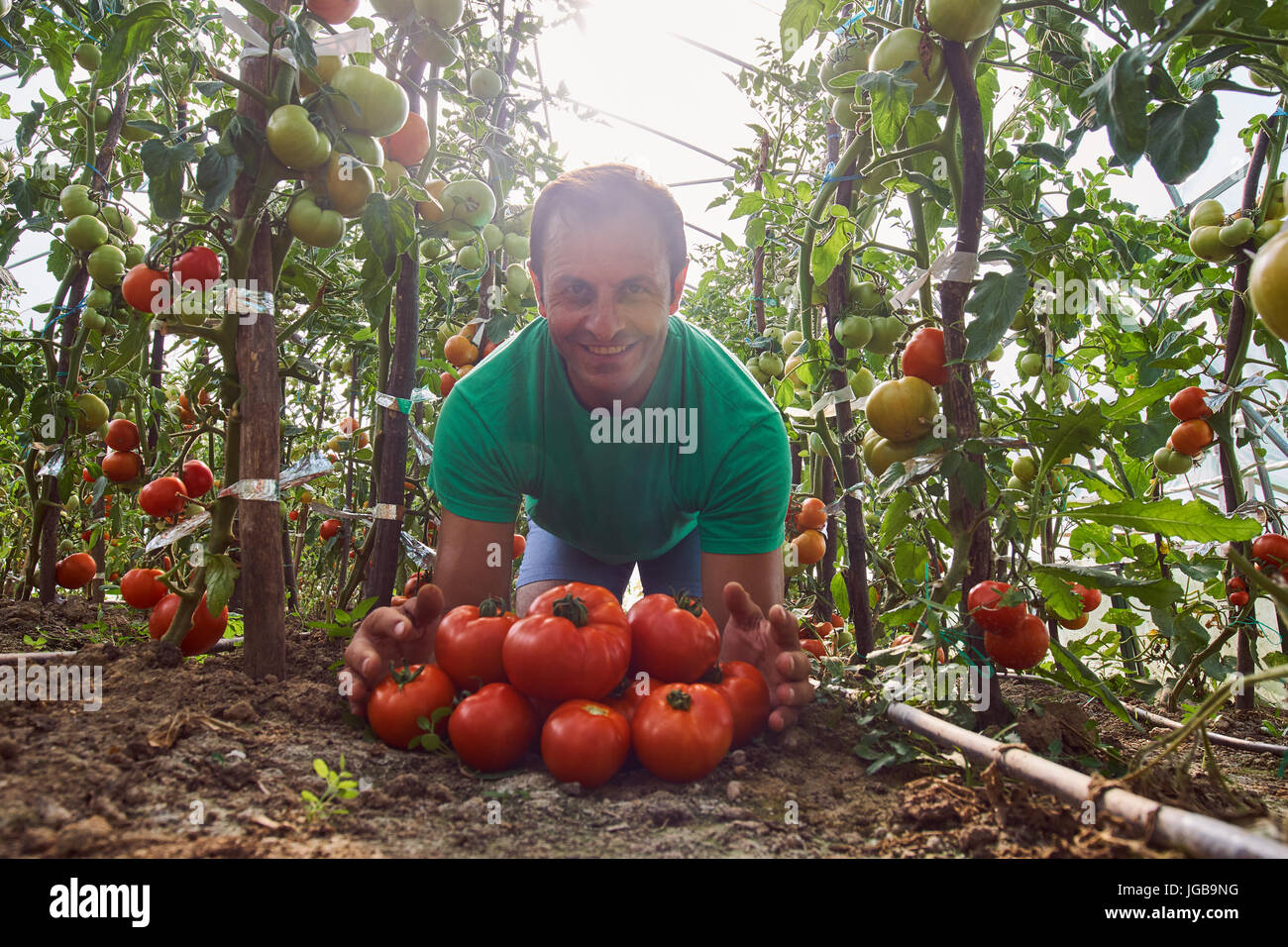 Caucasian farmer picking fresh tomatoes from his hothouse garden Stock ...