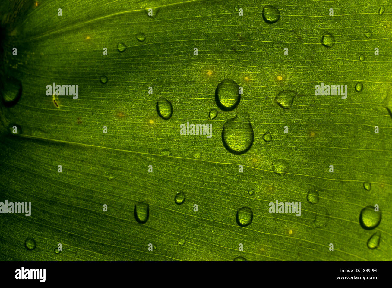 Deep green color plant leaf texture closeup, with small rain water droplets, backlit. Stock Photo