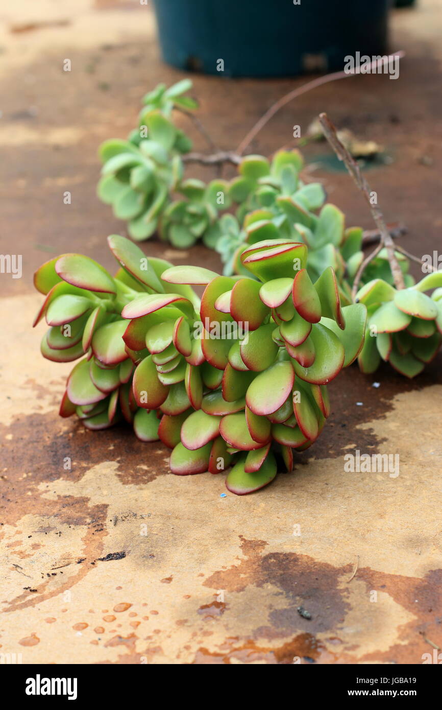 Freshly trimmed Crassula ovata or also known as Jade plant Stock Photo