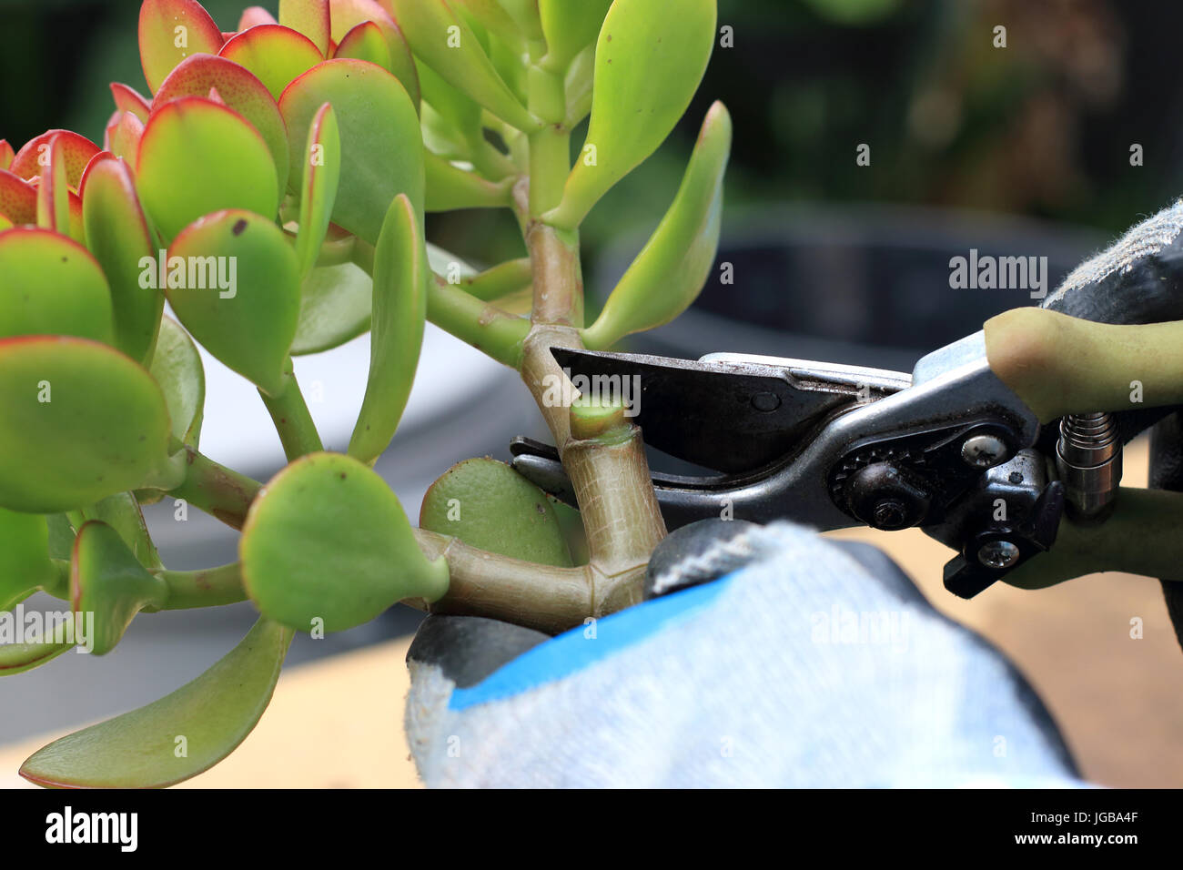 Pruning Crassula ovata or also known as Jade plant Stock Photo