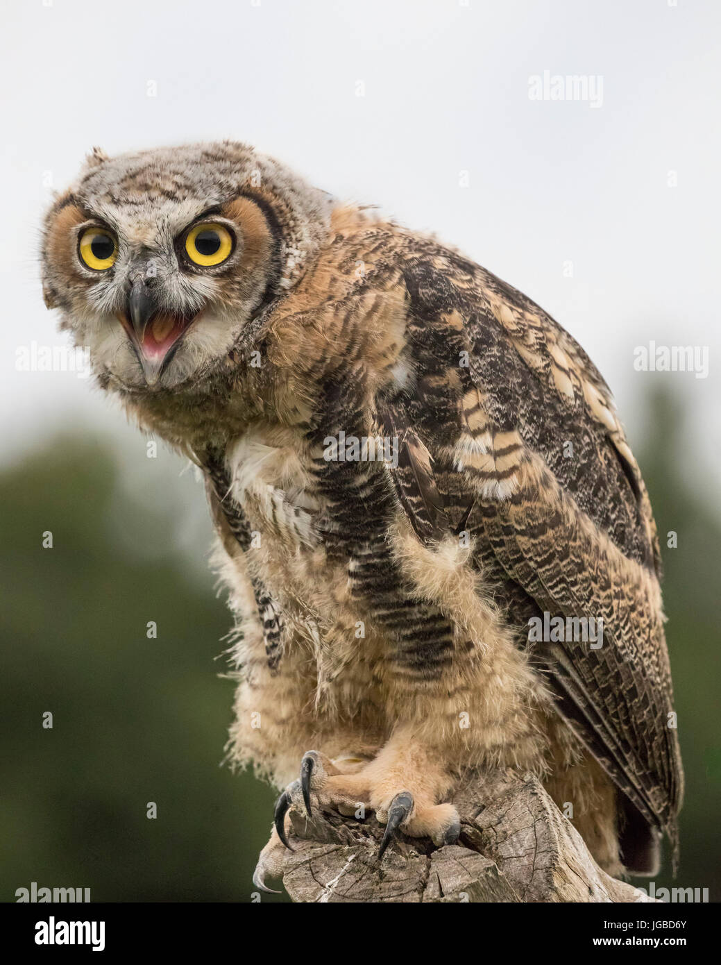 Juvenile Great Horned Owl Stock Photo Alamy