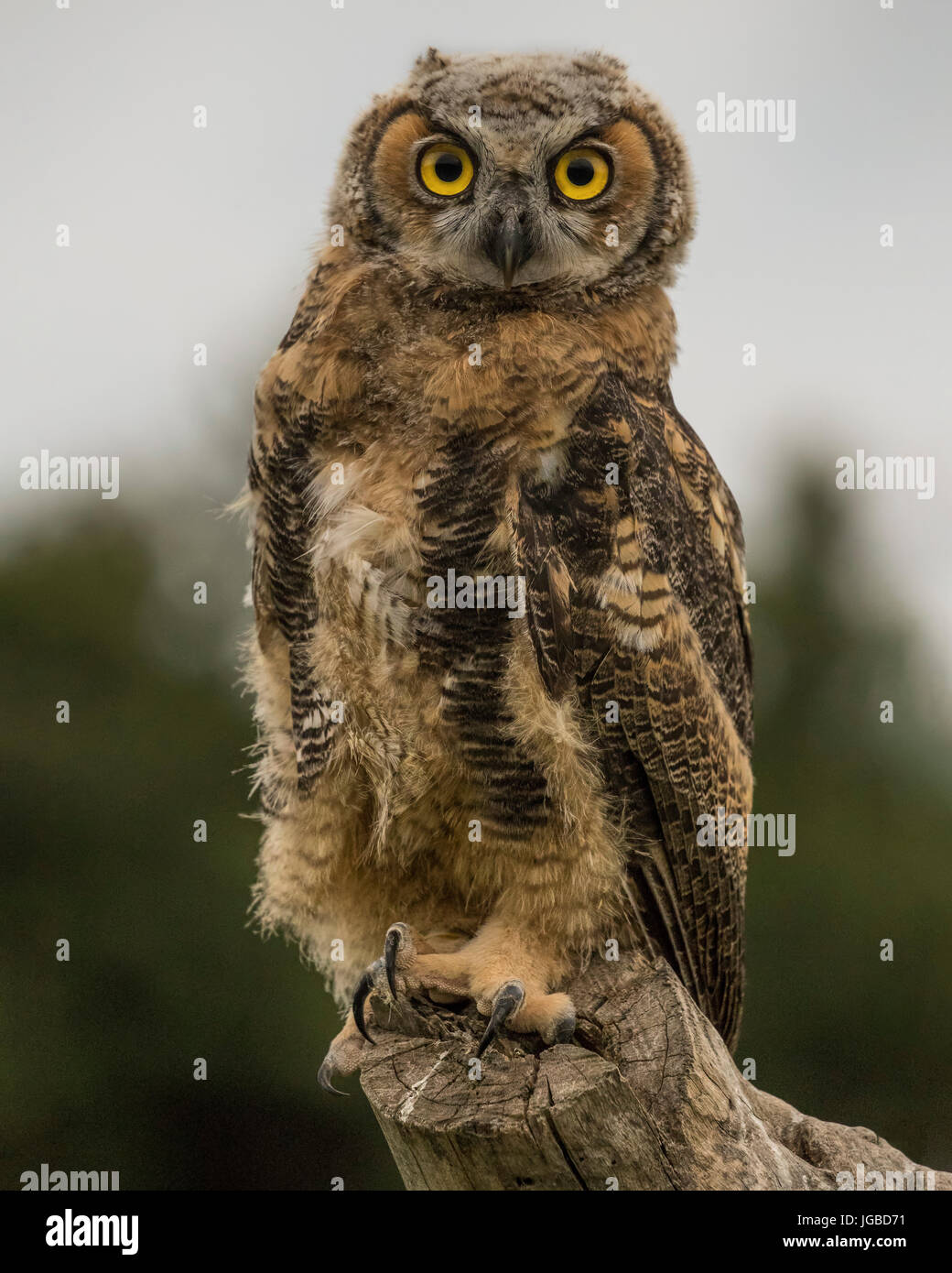 Juvenile Great Horned Owl Stock Photo Alamy
