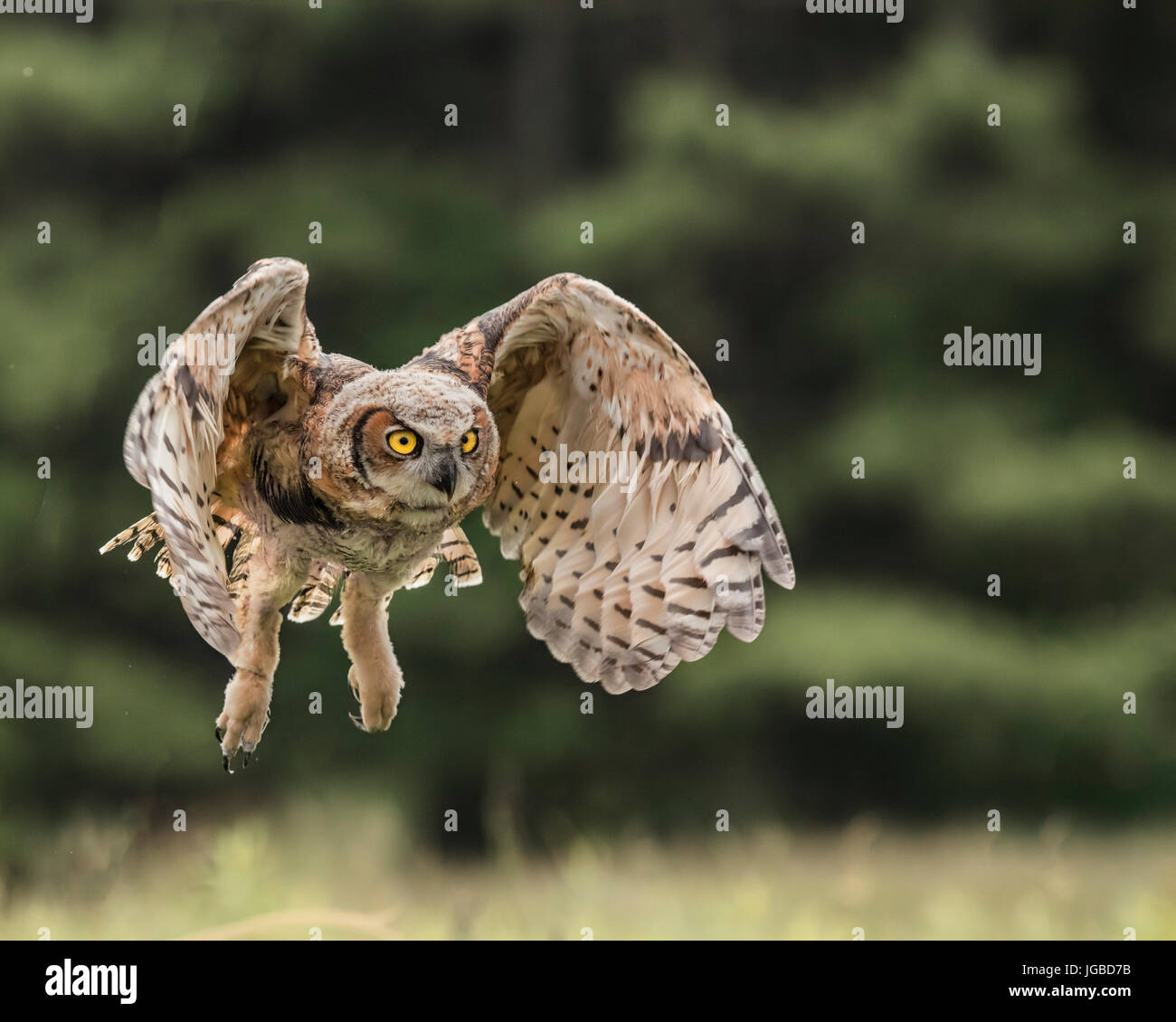 Juvenile Great Horned Owl Stock Photo Alamy