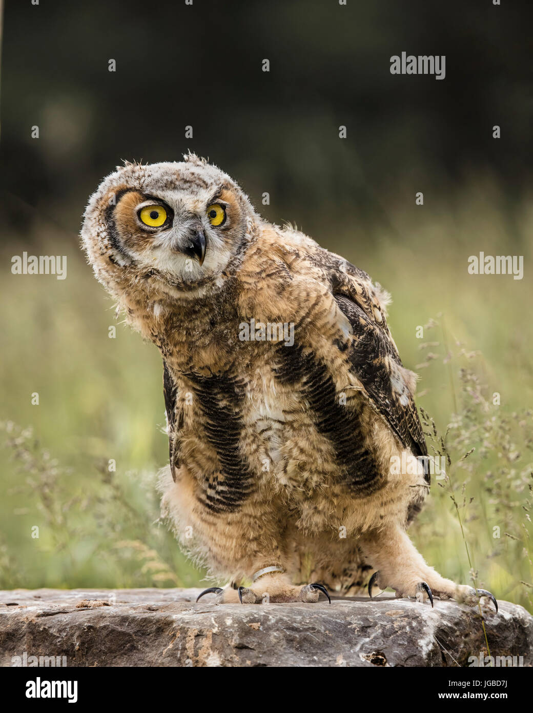 Juvenile Great Horned Owl Stock Photo Alamy