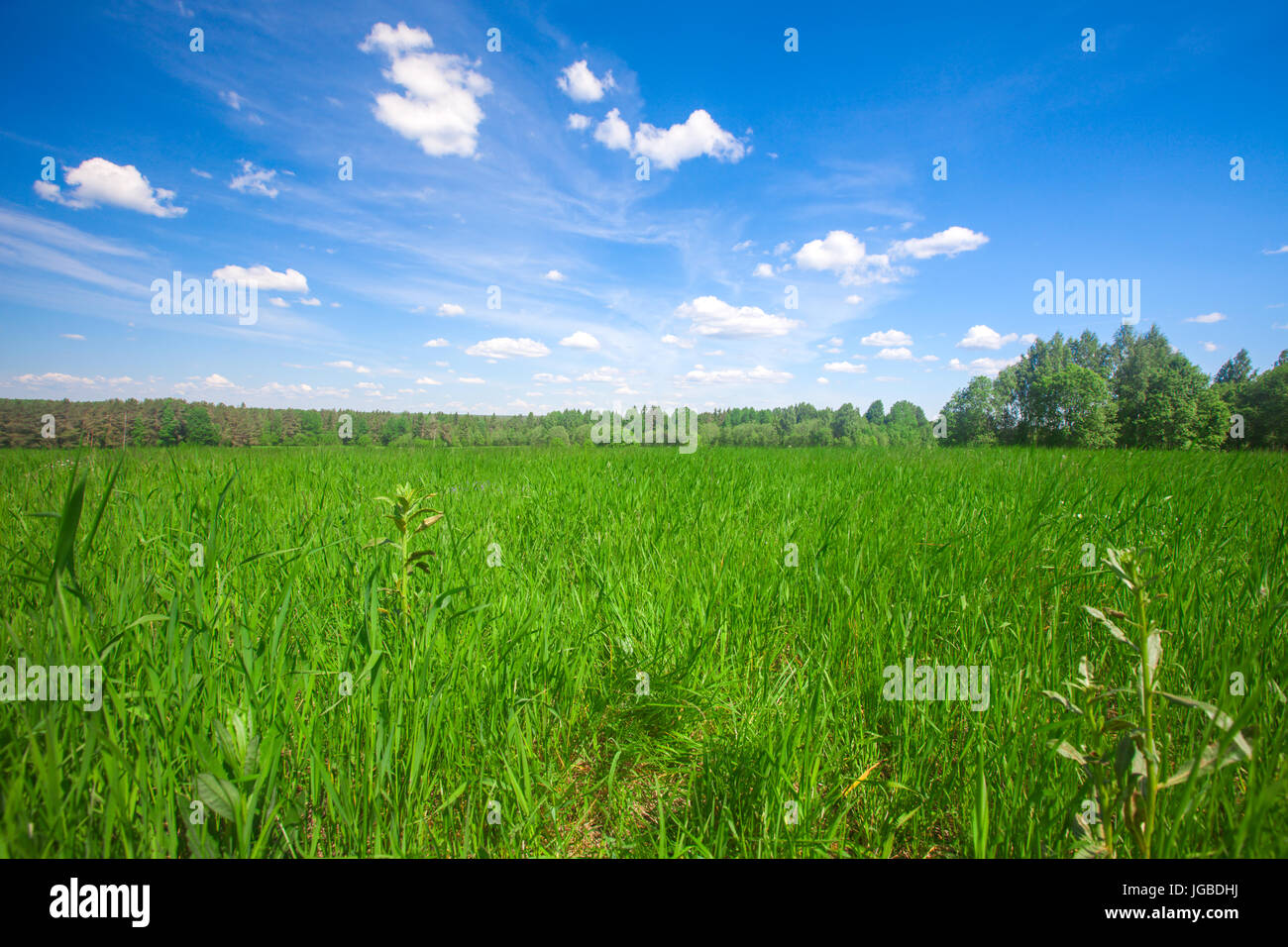 Green field under blue cloudy sky Stock Photo - Alamy