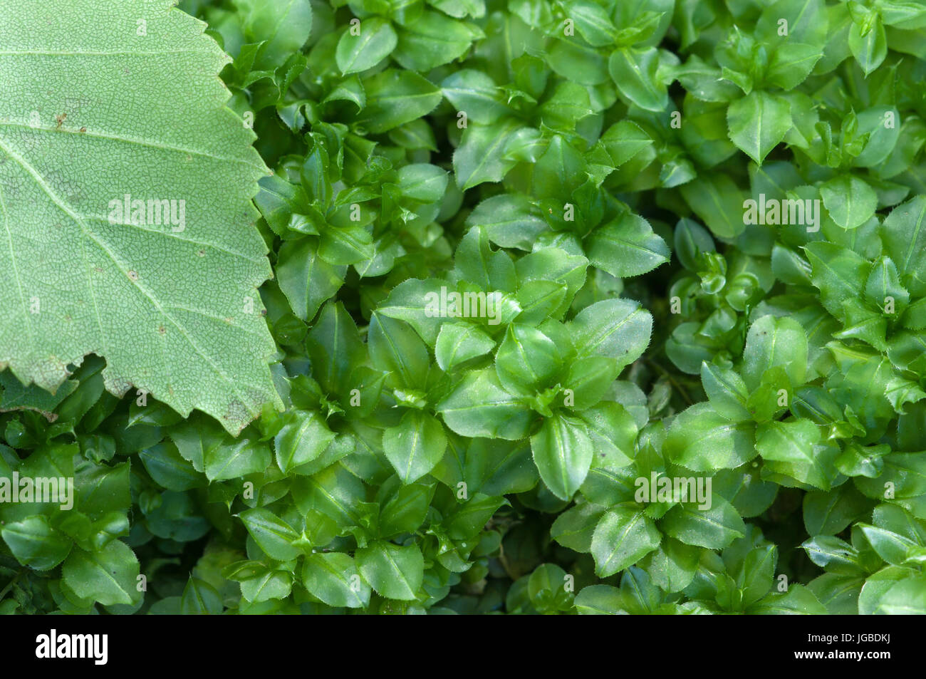 Plagiomnium medium moss, close up shot, local focus Stock Photo