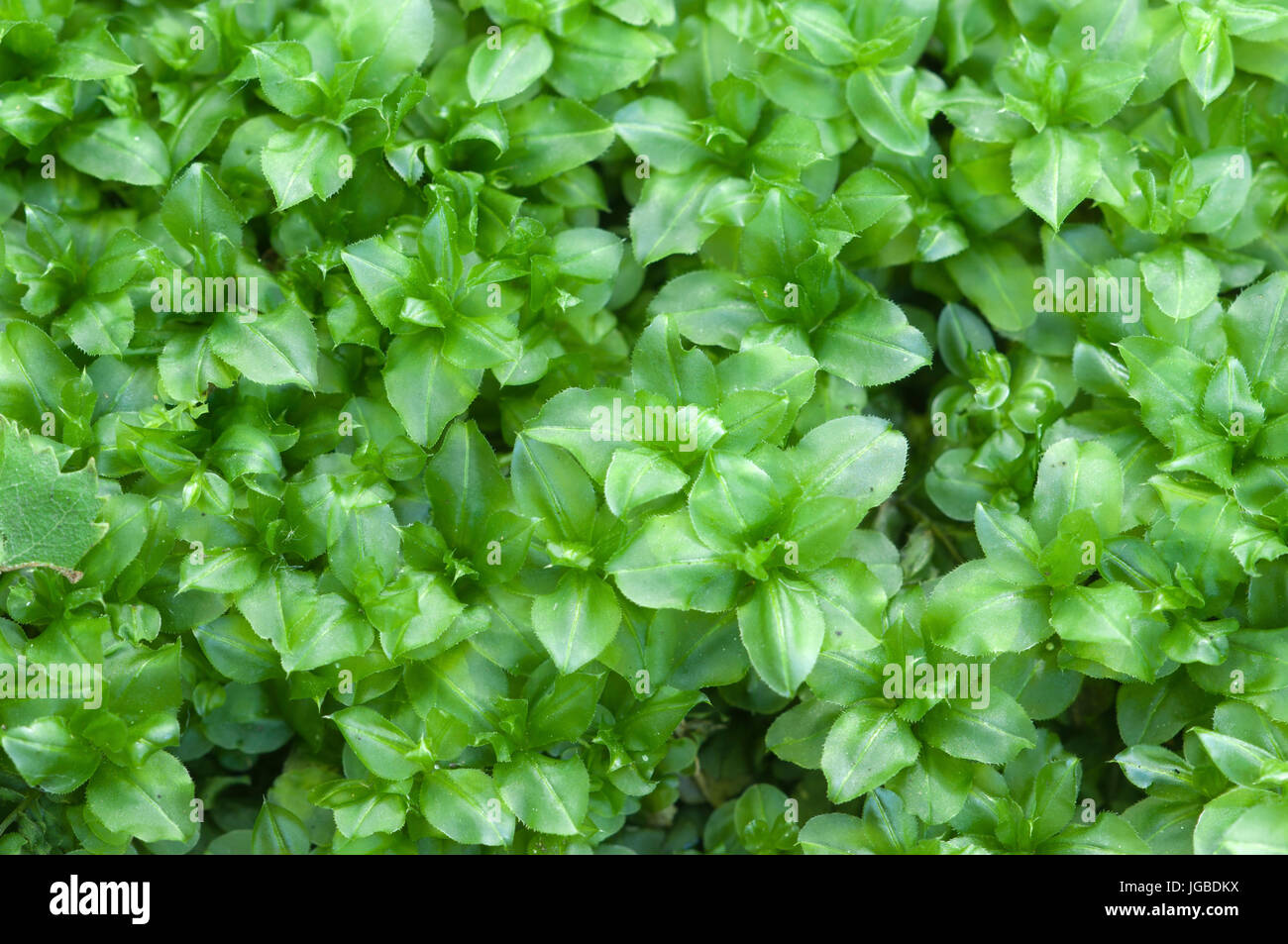 Plagiomnium medium moss, close up shot, local focus Stock Photo