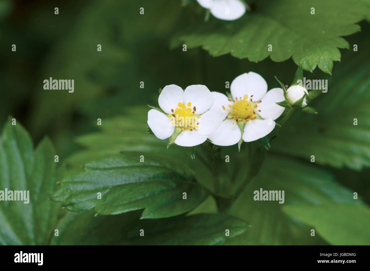 Forest strawberry flowers, close up shot local focus Stock Photo - Alamy