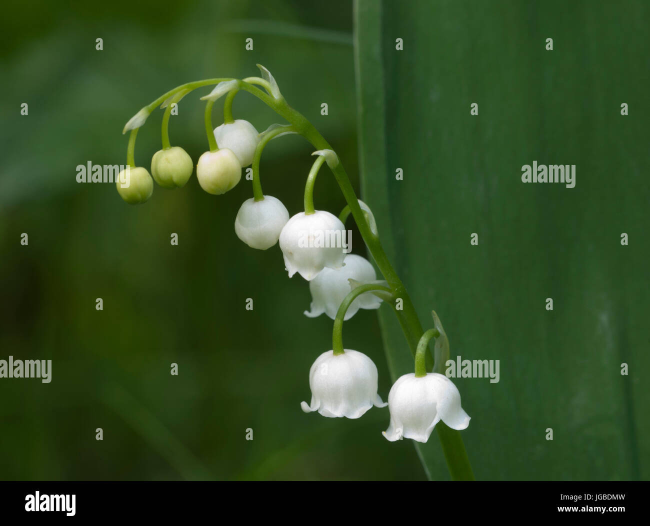 Single stem lily valley hi-res stock photography and images - Alamy