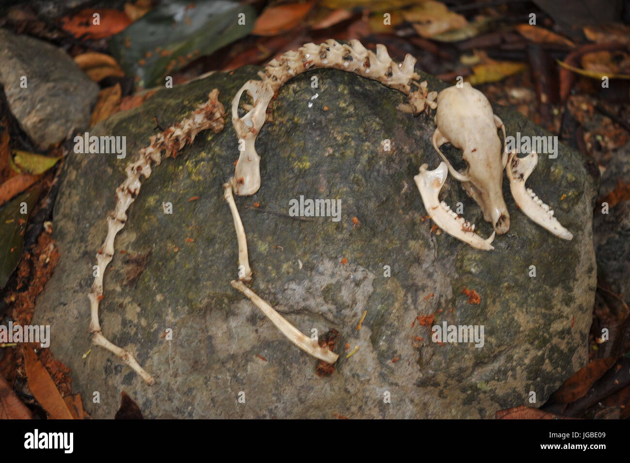 Small animal skeleton remains displayed on rock Stock Photo