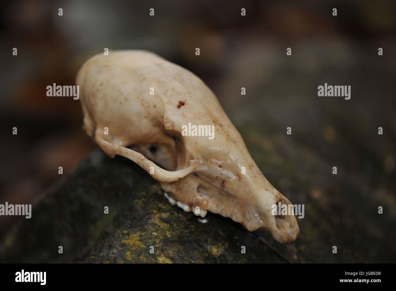 Small animal skull displayed on stone boulder in jungle costa rica
