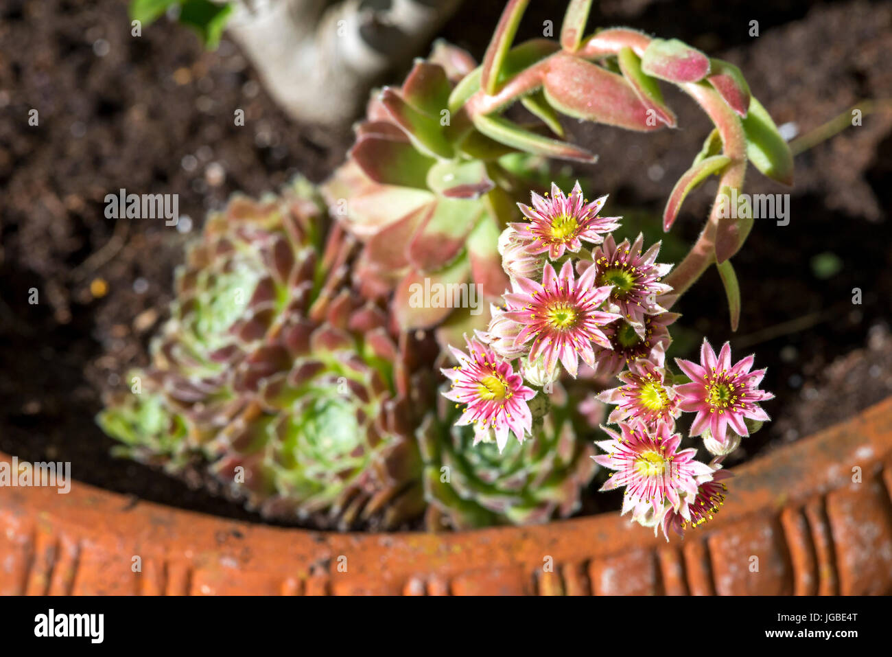 Sempervivum Hen and Chicks Houseleeks succulent plant in flower Stock Photo