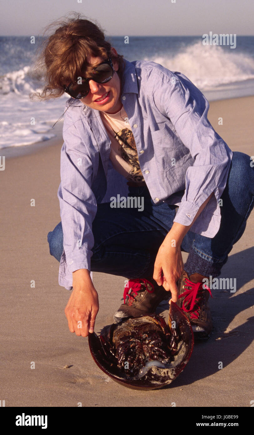 Horseshoe crab, Fire Island National Seashore, New York Stock Photo