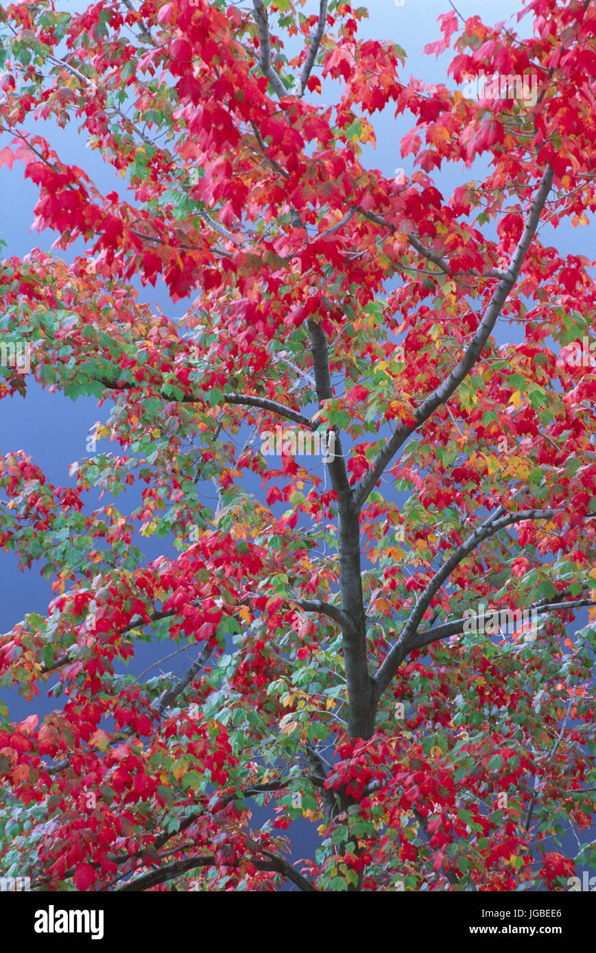 Autumn maple at Lake Minnewaska, Minnewaska State Park, New York Stock Photo